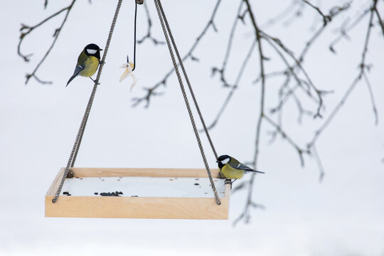 Big tits near the feeder. Birds eat