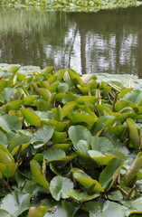 Seerosen auf einem Teich