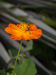 orange flower in the garden