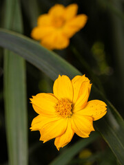 yellow flower