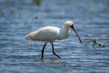 African spoonbill wades through river in sunshine