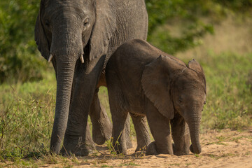 Baby African bush elephant kneeling by mother