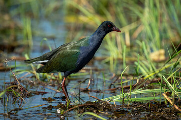 Allen gallinule wades through shallows in profile