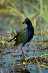 Allen gallinule wades through shallows turning head