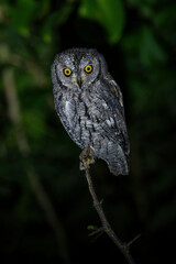 African scops owl on branch watching camera