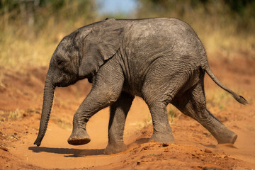 Baby African bush elephant crossing sandy track