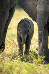 Baby African elephant walks between two adults