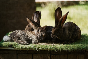 A family of gray hares or rabbits are resting on the lawn - 561038254