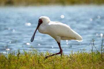African spoonbill walks along riverbank in sunshine