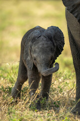 Fototapeta premium Baby elephant stands swinging trunk by mother