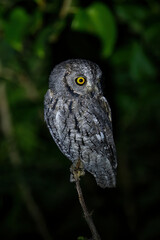 African scops owl on branch turning head