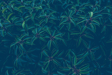 Fototapeta na wymiar Selective focus of dark green leaves of Prunus lusitanica, Laurel is an evergreen species of cherry, A species of flowering plant in the rose family Rosaceae, Nature leafs greenery pattern background.