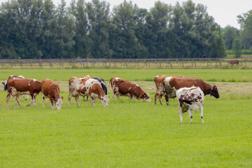Fototapeta na wymiar A group of black and white Dutch cow standing and nibbling fresh grass on green meadow, Typical polder landscape in Holland, Open farm with dairy cattle on the field in countryside farm, Netherlands.