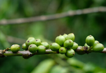 Fresh coffee beans on tree. Green coffee bean on a coffee tree. Growing coffee on tree branch