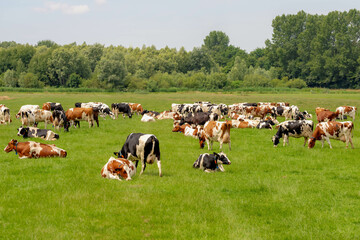 A group of black and white Dutch cow standing and nibbling fresh grass on green meadow, Typical...
