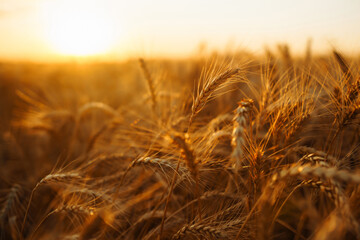 Sunset wheat golden field in the evening. Harvesting. Agro business. - obrazy, fototapety, plakaty