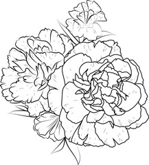 Illustration of a carnation flower, vector sketch pencil art, bouquet floral coloring page and book isolated on white background clipart.