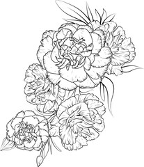 Fototapeta premium Set of a decorative stylized carnation flower isolated on white background. Highly detailed vector illustration, doodling and zentangle style, tattoo design blossom dianthus-caryophyllus, flowers.