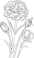Isolated flower hand drawn carnation, vector sketch illustration, botanic collection branch of leaf buds natural collection coloring page floral bouquets engraved ink art.