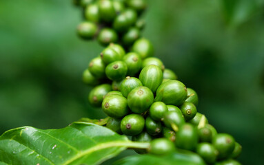 Fresh coffee beans on tree. Green coffee bean on a coffee tree. Growing coffee on tree branch
