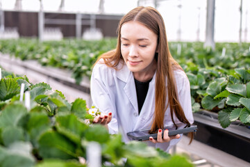 Fruit researcher in high tech greenhouse hydroponic farming monitor the grow of vegetable strawberry