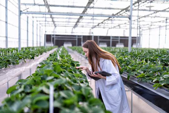 Fruit researcher in high tech greenhouse hydroponic farming monitor the grow of vegetable strawberry