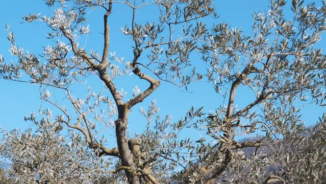 Cut branches under the olive trees, working process on agriculture plantation in spring or autumn time, pruning olive trees branches for better growing and cultivation on groves