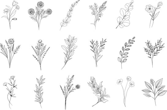 Hand drawn floral herbs set elements