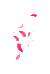 Pink Rose Blur Vector White Background. Japan