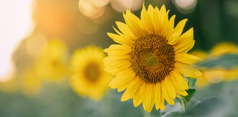 Fototapeta premium Beautiful blooming sunflower close up.