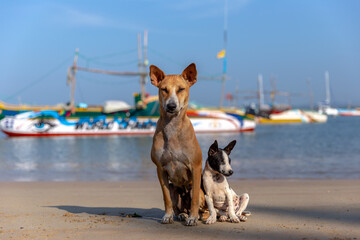 Portrait of a mother dog and her cute puppy on the tropical beach of Sri Lanka. Traditional fishing...