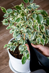 close-up girl's hands are watering from a watering can a ficus plant transplanted into a new large pot. home plant care concept.