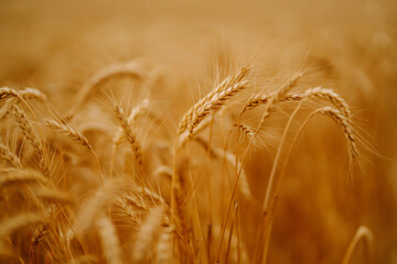 Wheat golden field. Summer background of ripening ears of landscape. Harvesting. Agro business.