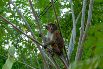A monkey on the tree in the jungle. Sri Lanka. 