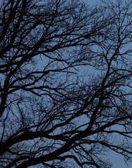 Winter trees silhouettes