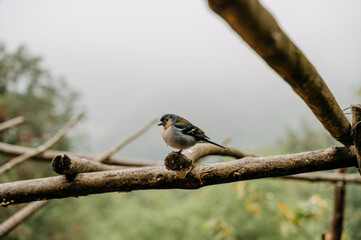 The lil bird