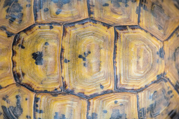 Pattern on Moorish tortoise shell