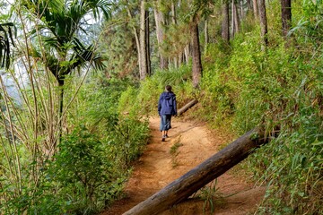 Fototapeta premium Young woman with blue raincoat from behind hiking alone at Sri Lankan forest. Beautiful dense forest at spring time.