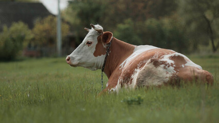 Naklejka na ściany i meble Cow grazing freely on grass