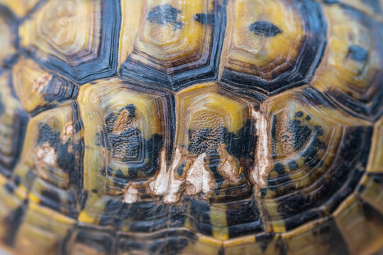 Pattern on Moorish tortoise shell
