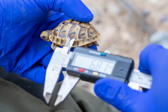 Crop doctor measuring pattern on Moorish tortoise shell