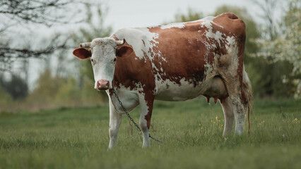 Fototapeta na wymiar Cow grazing freely on grass