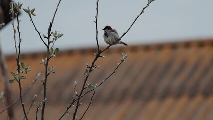 Sparrow on the apple branch