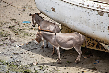 Donkeys in African village, Kenya