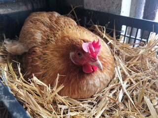 A cute hen who are Incubating their eggs to hatch 