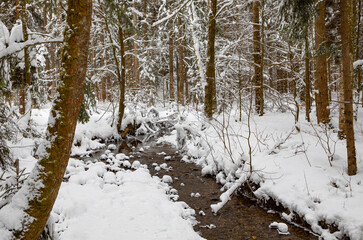 snowy forest with creek,