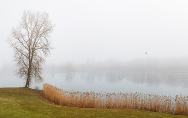 Herbstliche Morgennebel  mit Birke am Ufer eines Sees,