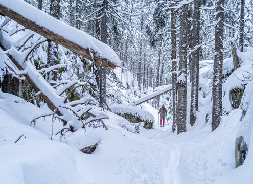 Man backcountry skiing in deep snow through Norwegian old-growth forests near Oslo.