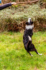 Jumping Border Collie dog