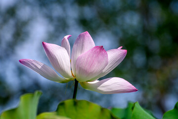 pink lotus in the garden